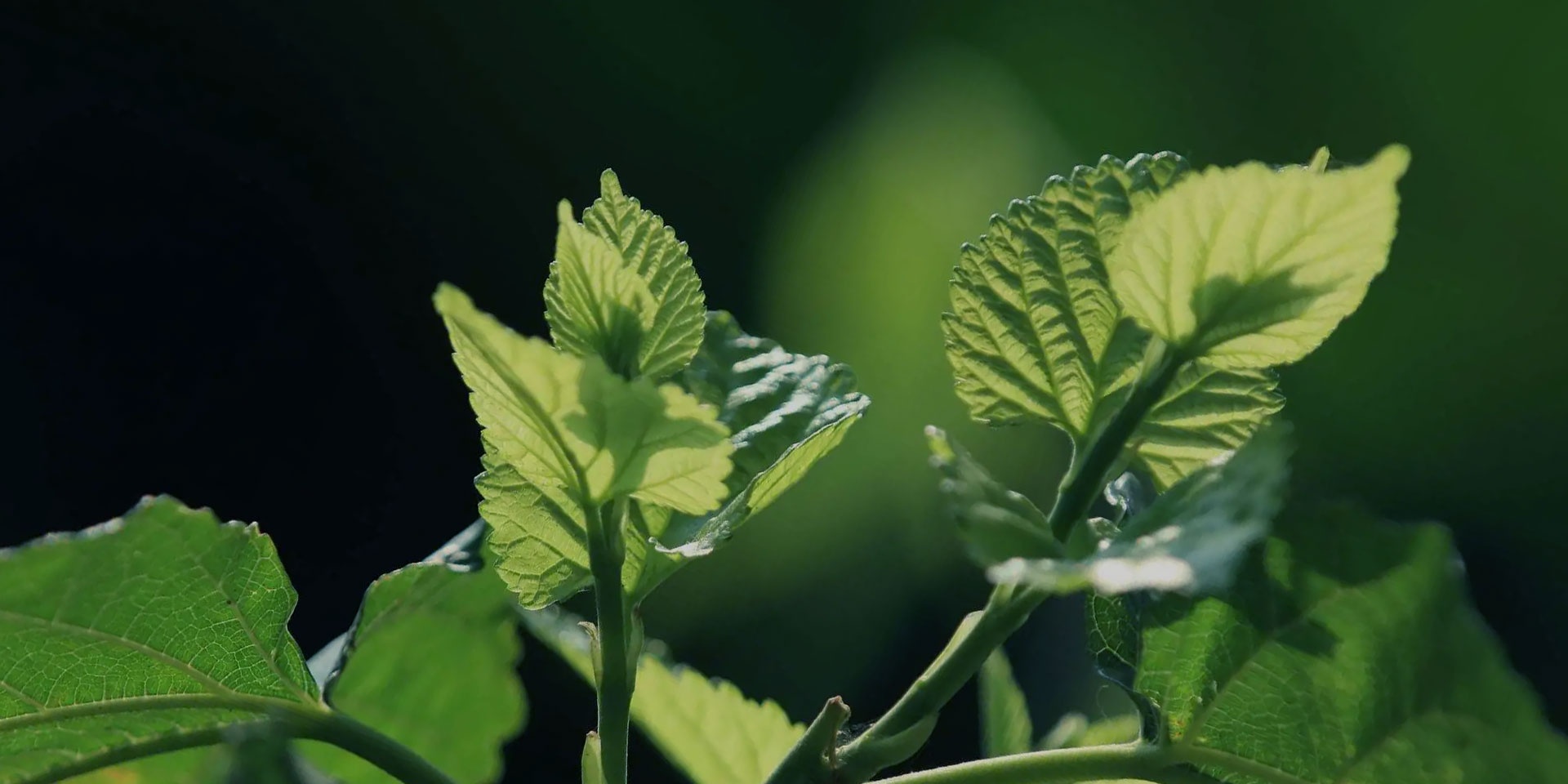 ��ҳ- yl6809���������й��ٷ���վ